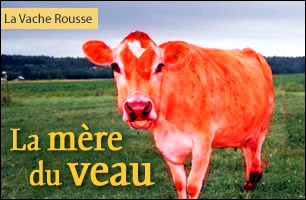 La mère du veau